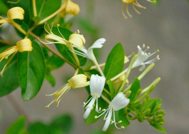 孕妇能吃金银花茶吗（孕妇能吃金银花茶吗?）